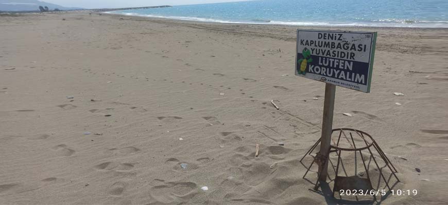 Черепахи кладут яйца на пляже в Турции и таблички